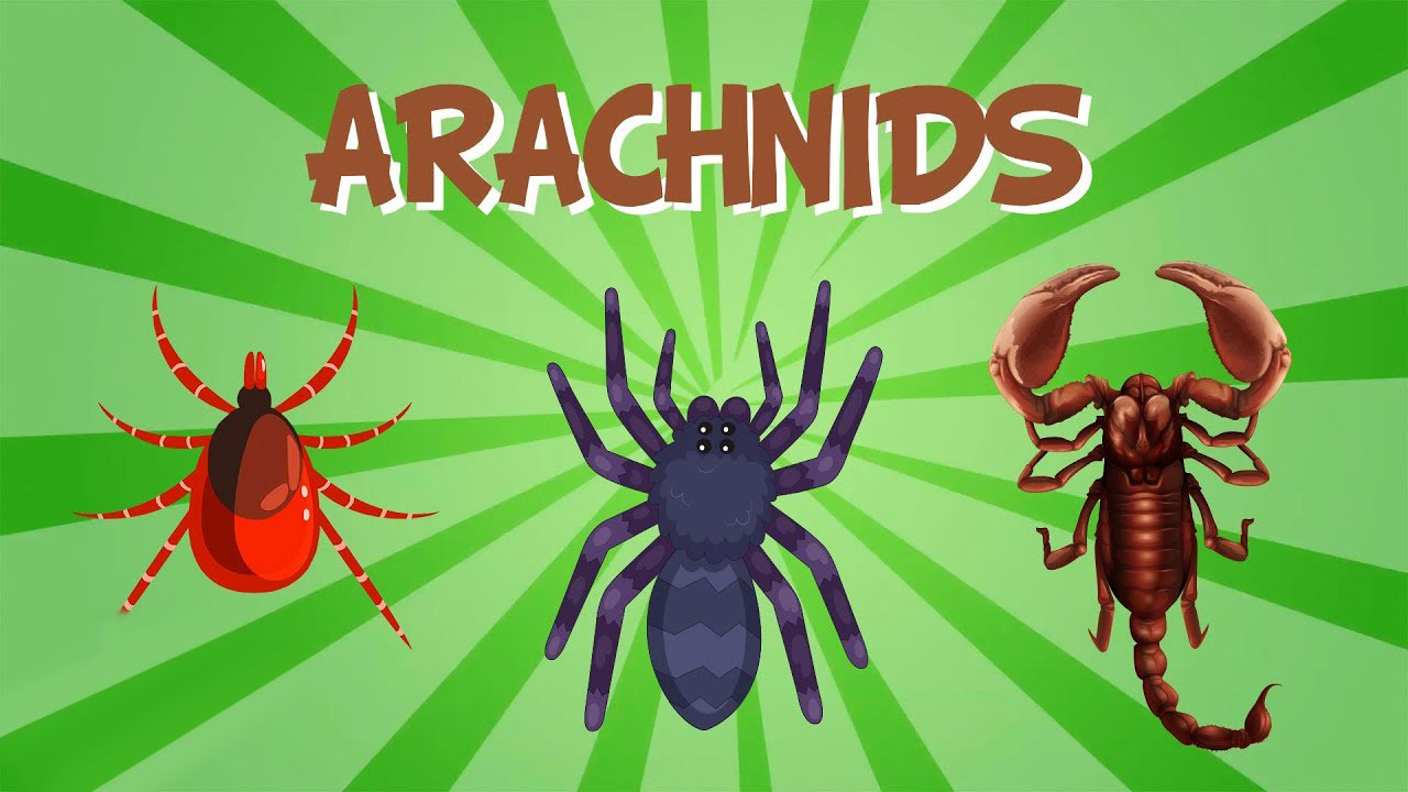 Arachinds